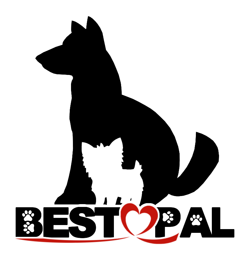 A dog and a cat are sitting next to each other on a white background.