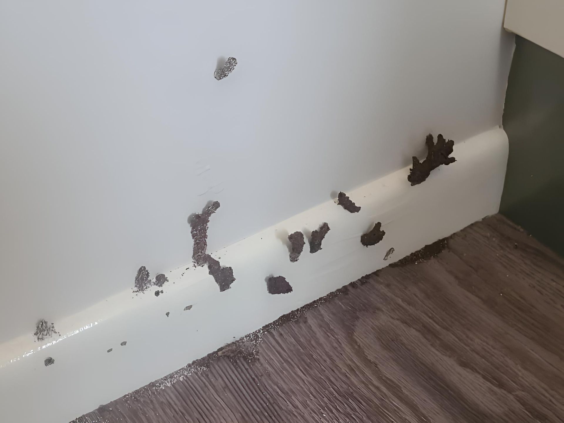 Commercial House Have a Pest on It — Keiran Mortimer Pest Control in Westbrook, QLD