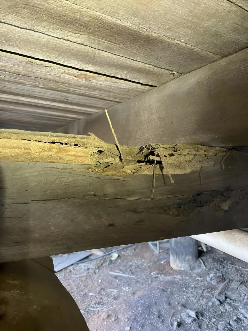 Damaged Beam With a Pest — Keiran Mortimer Pest Control in Westbrook, QLD