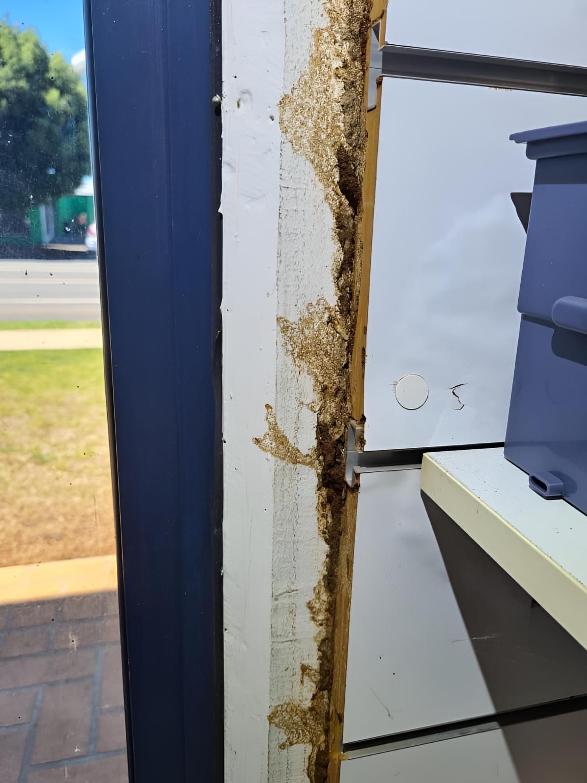 House Damage by Pests — Keiran Mortimer Pest Control in Crows Nest, QLD