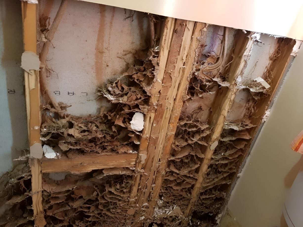 Room With a Lot of Termites on the Wall and Ceiling — Keiran Mortimer Pest Control in Wilsonton, QLD