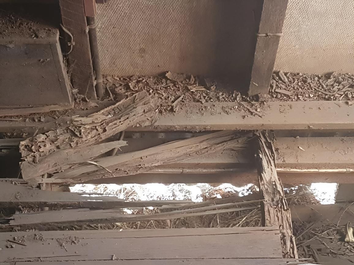 Close Up of a Wooden Structure With a Termite — Keiran Mortimer Pest Control in Middle Ridge, QLD