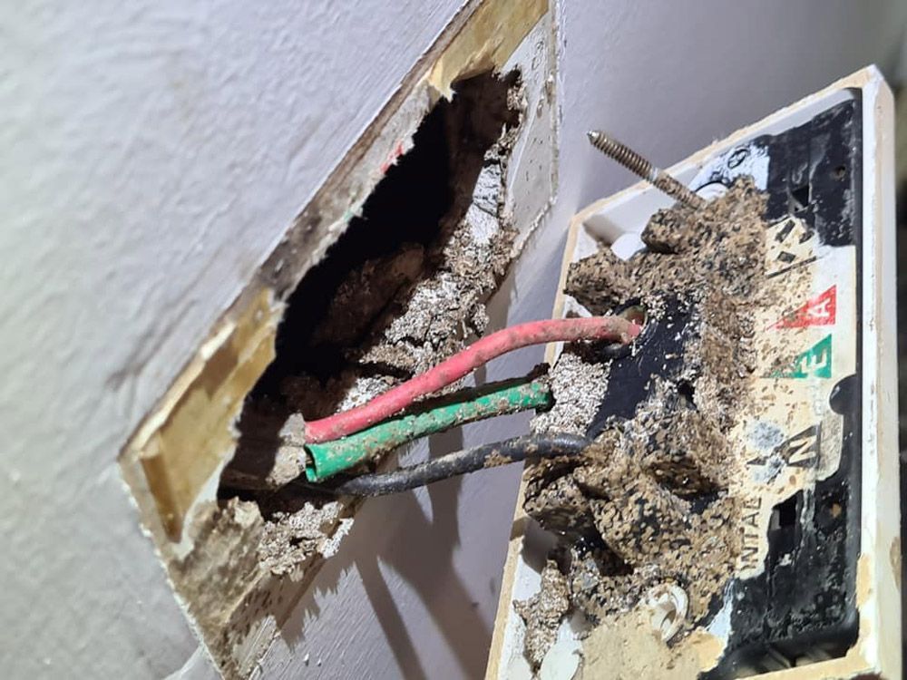 Outlet Infected by Pests — Keiran Mortimer Pest Control in Wilsonton, QLD