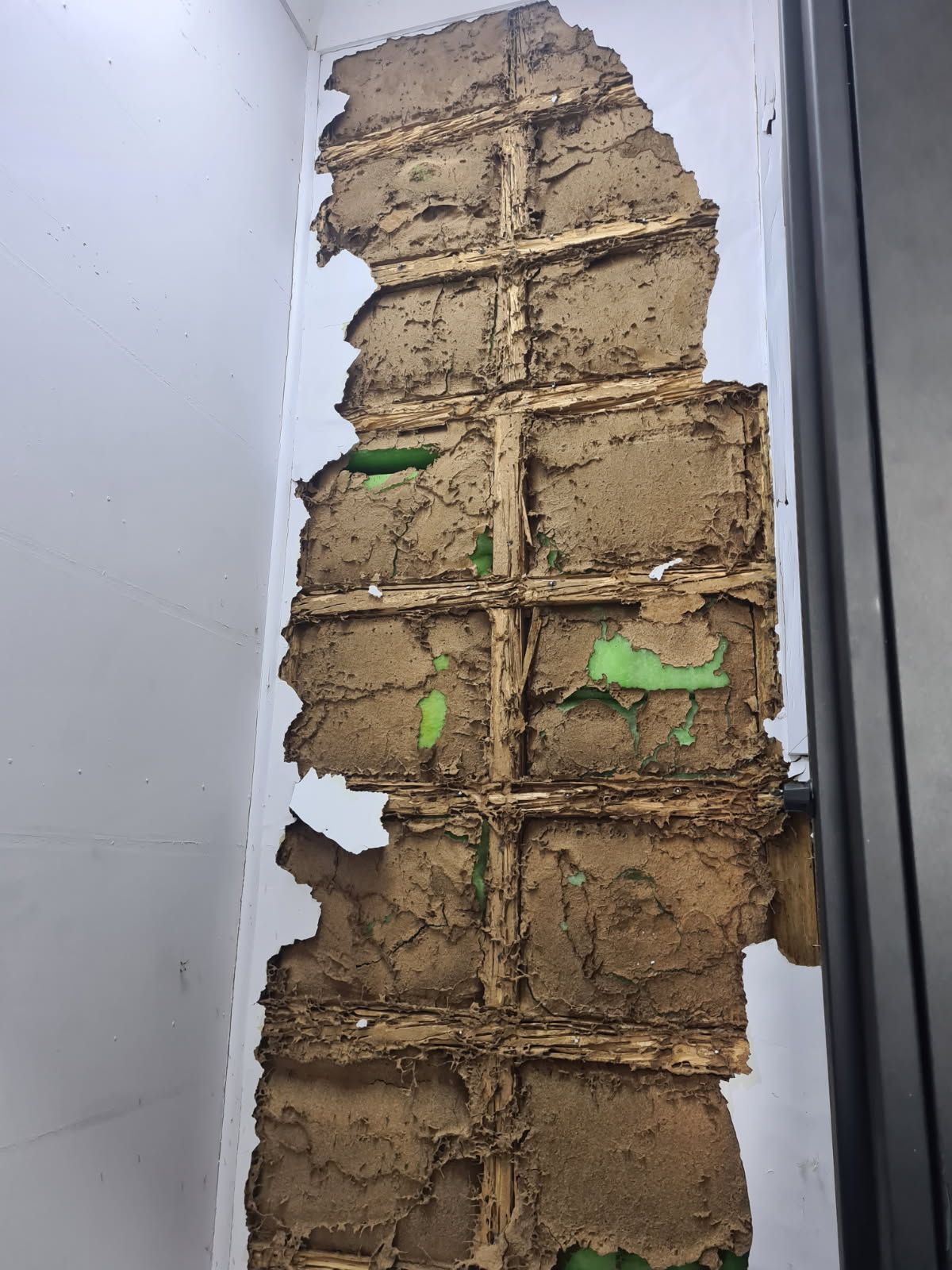 Termite Infestation In Wall — Keiran Mortimer Pest Control in Wilsonton, QLD