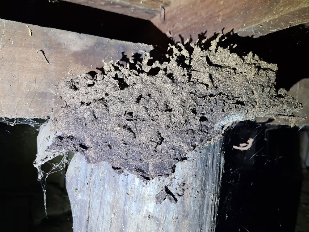 Termites Ready for Chemical Treatment