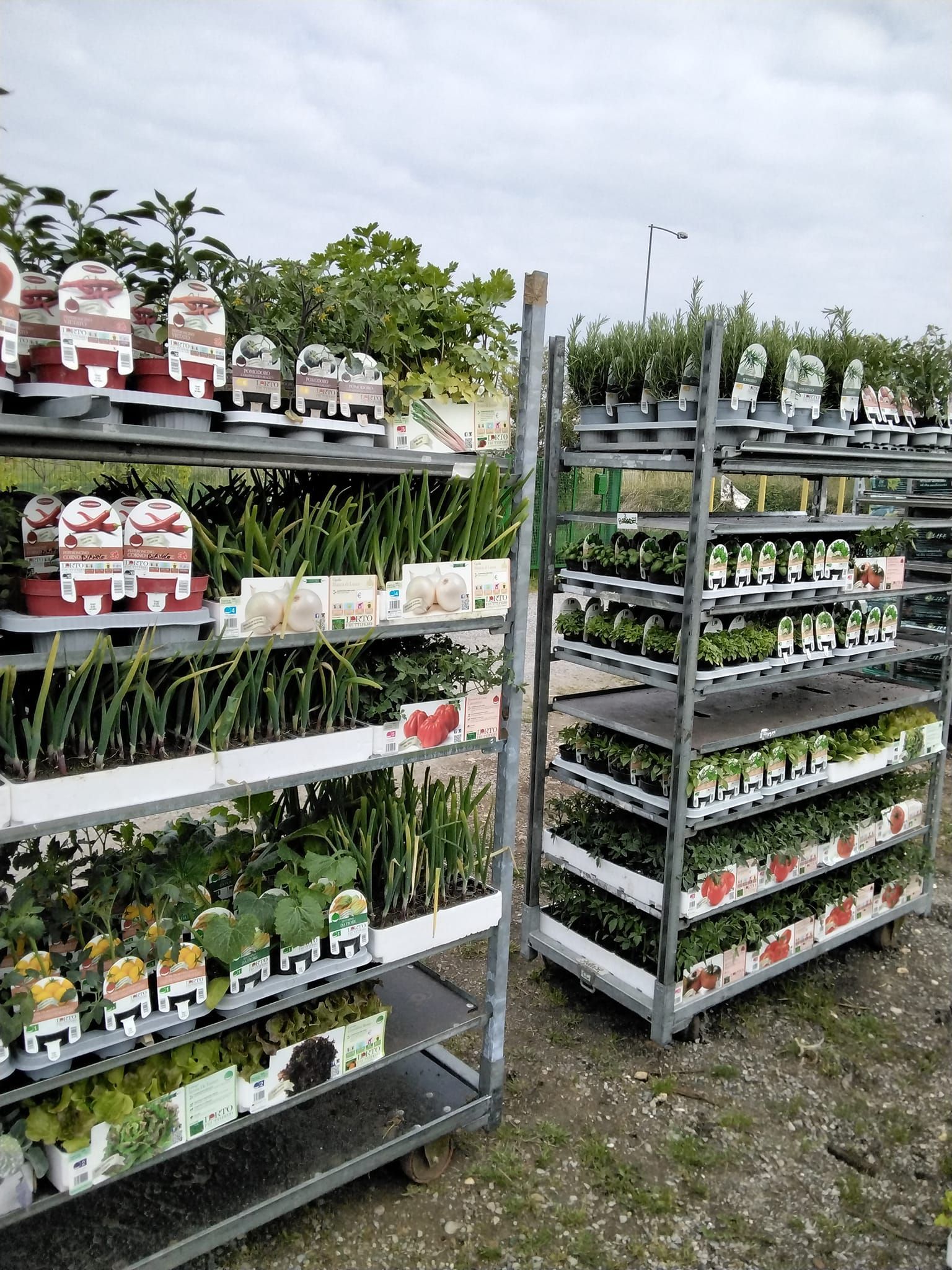 Un mucchio di scaffali pieni di piante in vaso.