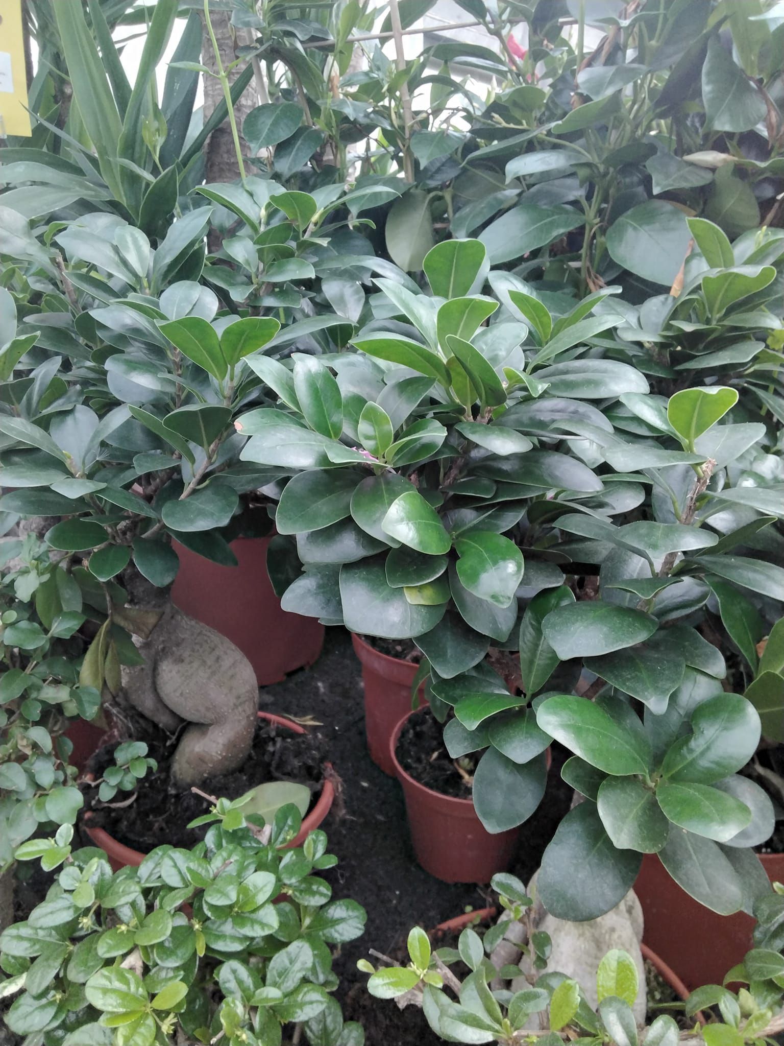 Un mucchio di piante in vaso sono appoggiate su un tavolo.