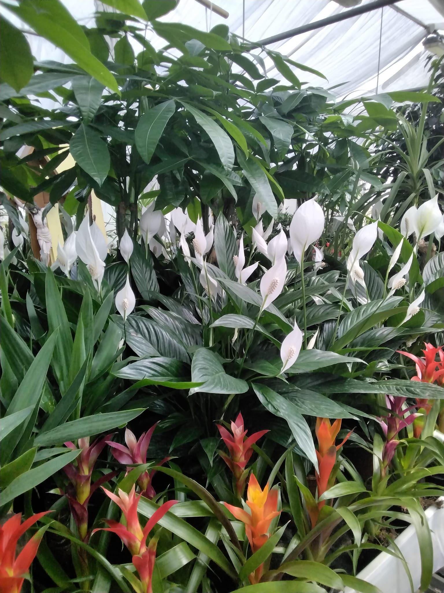 Una serra piena di piante e fiori.