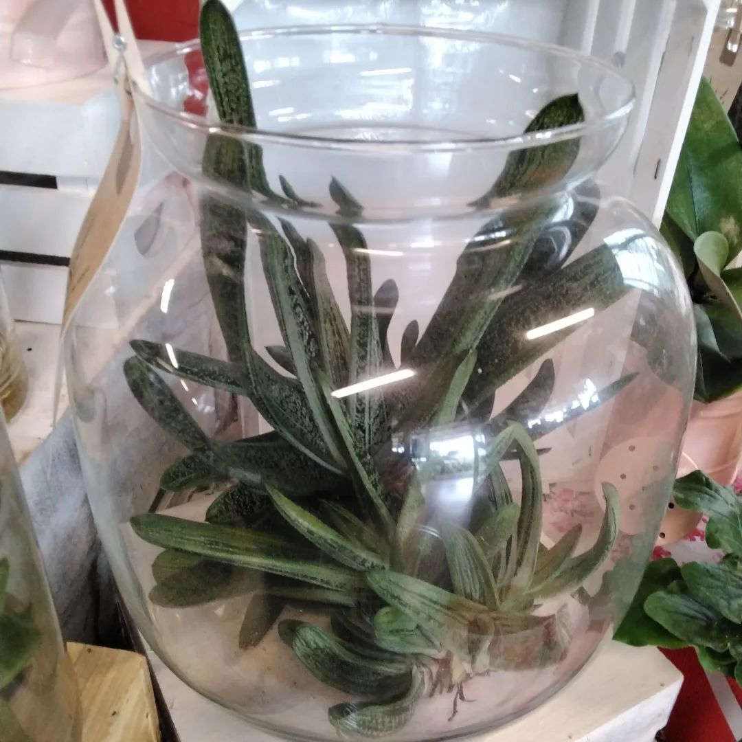 Una pianta cresce in un vaso di vetro trasparente