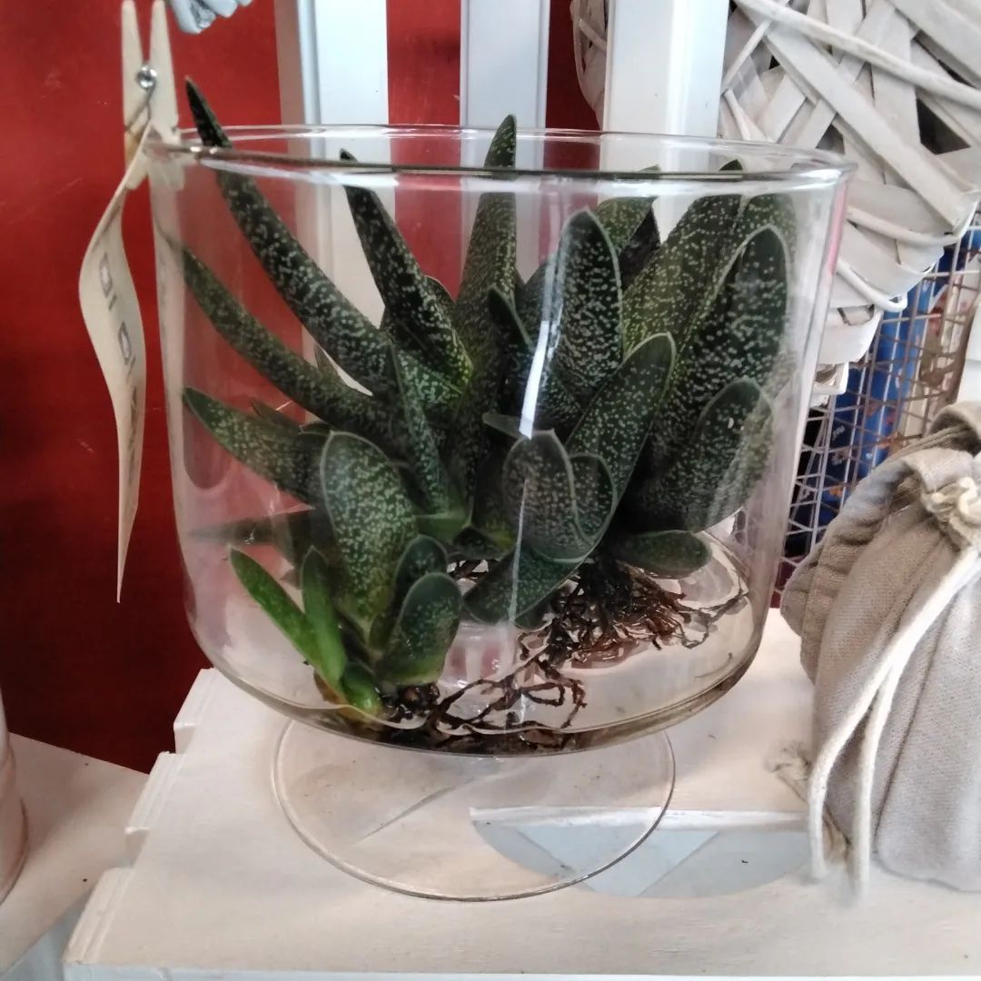 Un vaso di vetro con una pianta al suo interno