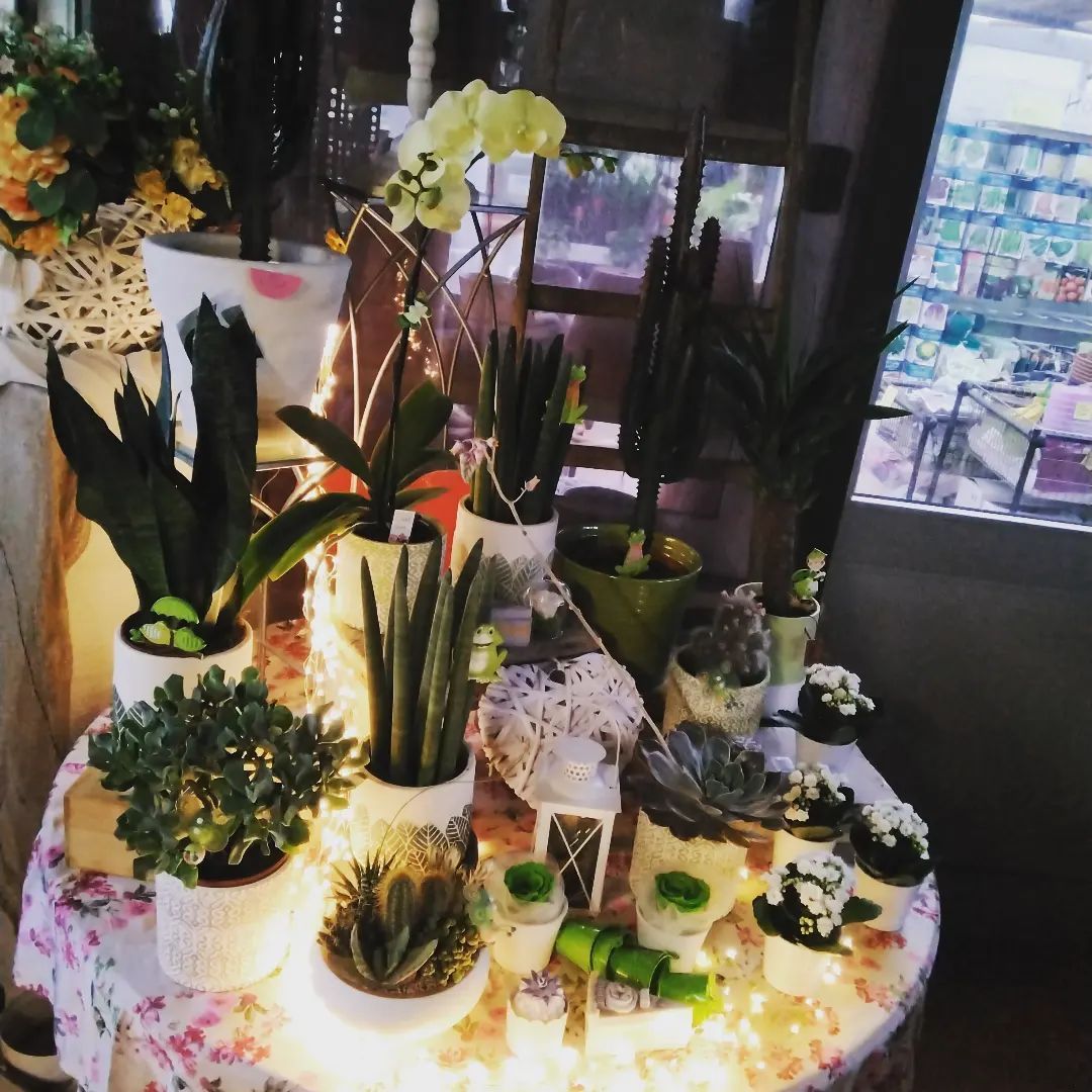 Un tavolo con sopra tante piante in vaso