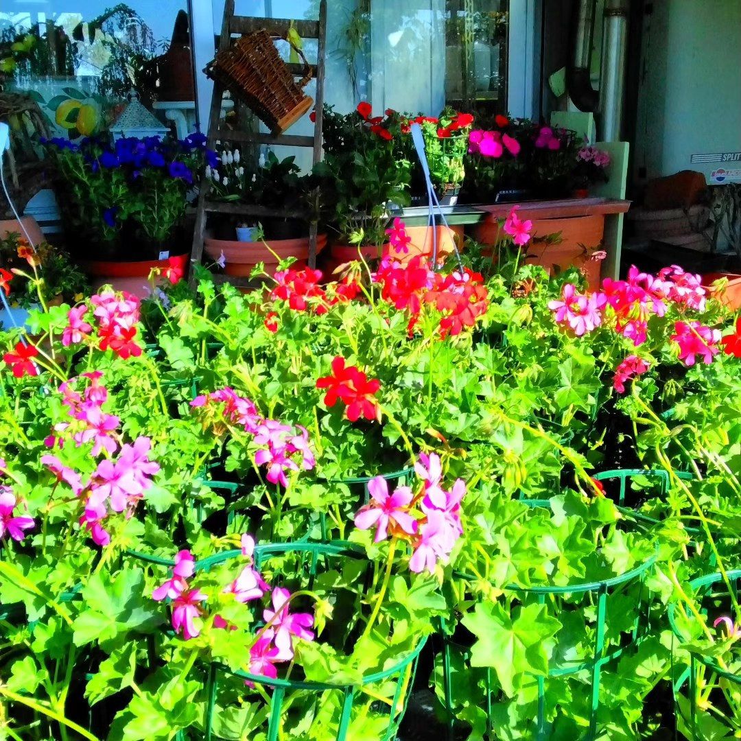 Un mazzo di piante in vaso con fiori rosa e rossi
