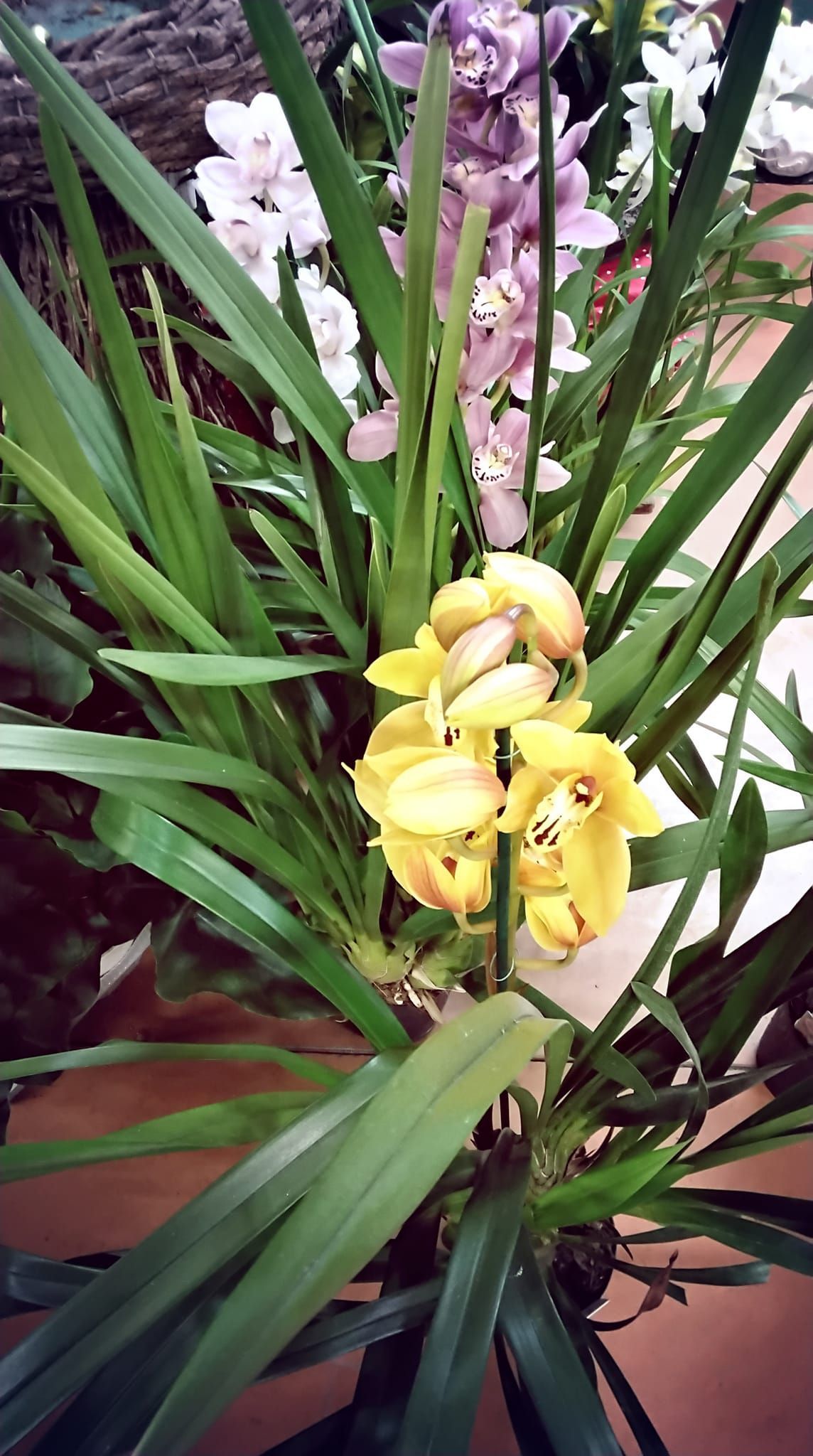 Un primo piano di una pianta con fiori gialli e foglie verdi