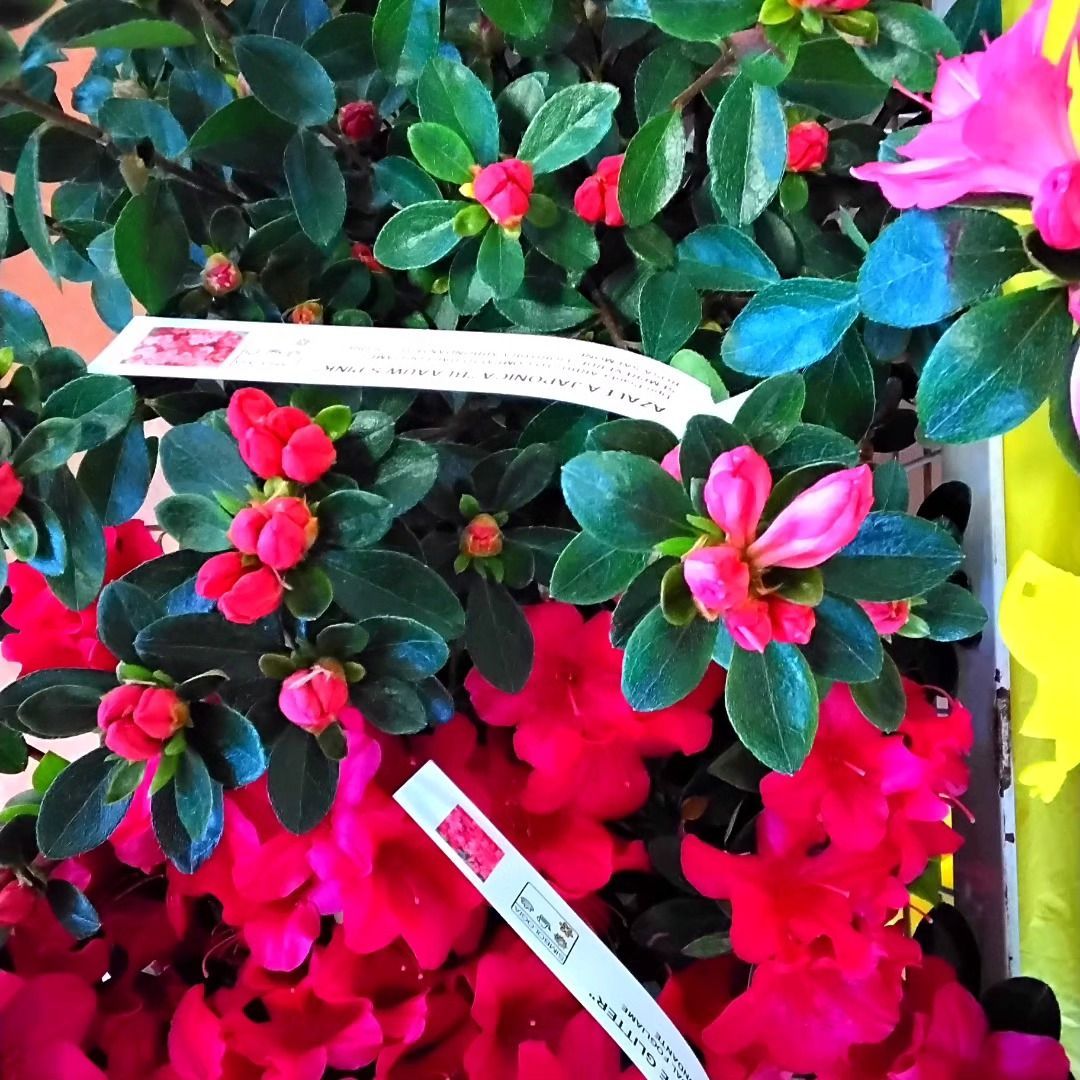 Un mazzo di fiori rosa con un'etichetta che dice