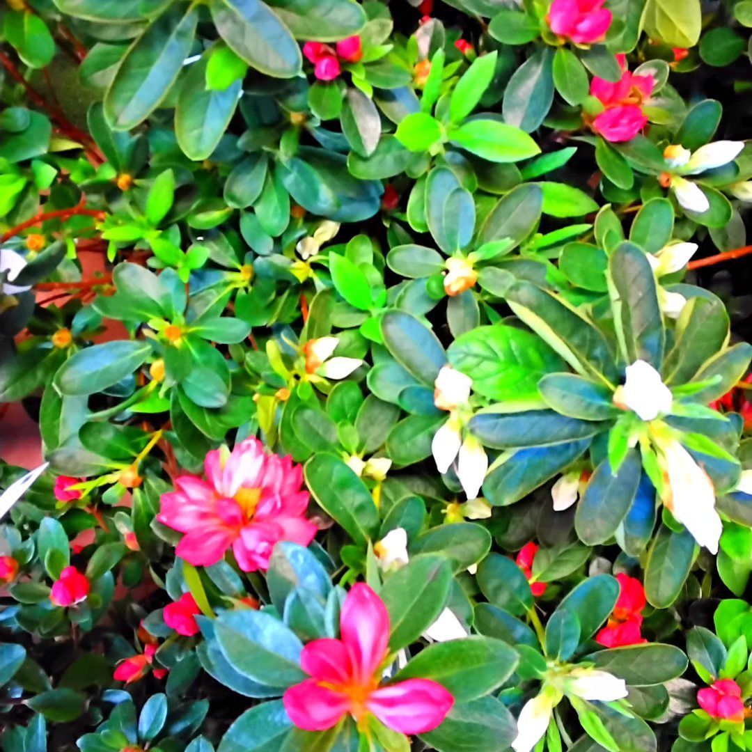 Un cespuglio con fiori rosa e bianchi e foglie verdi