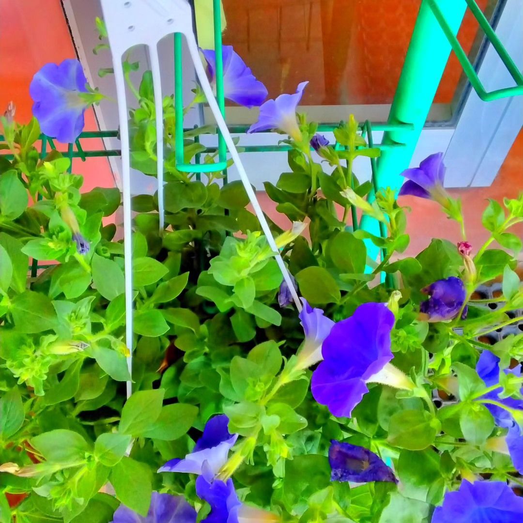 Un cesto appeso con fiori viola e foglie verdi