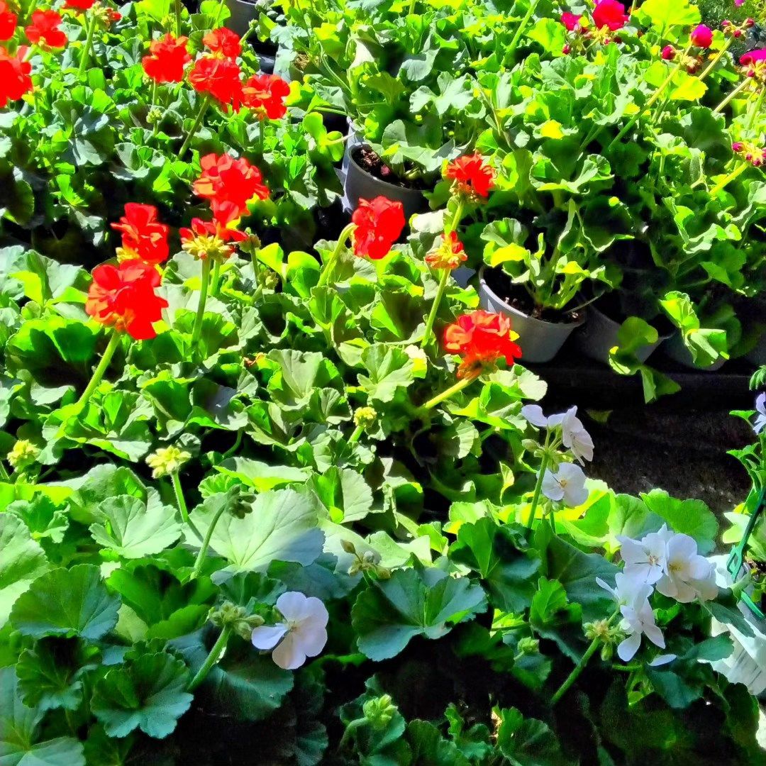 Un mazzo di piante in vaso con fiori rossi e bianchi