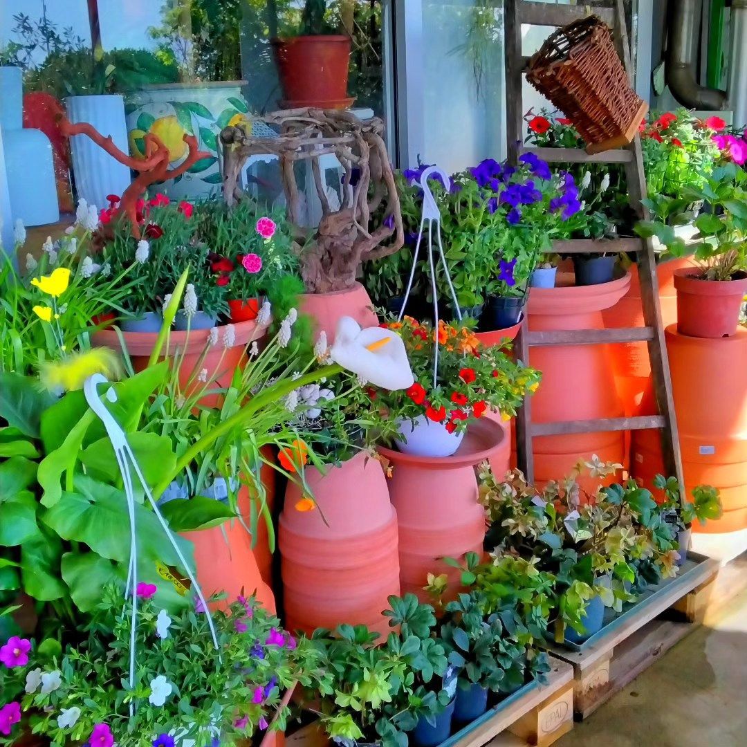 Un mucchio di piante in vaso sono allineate su uno scaffale