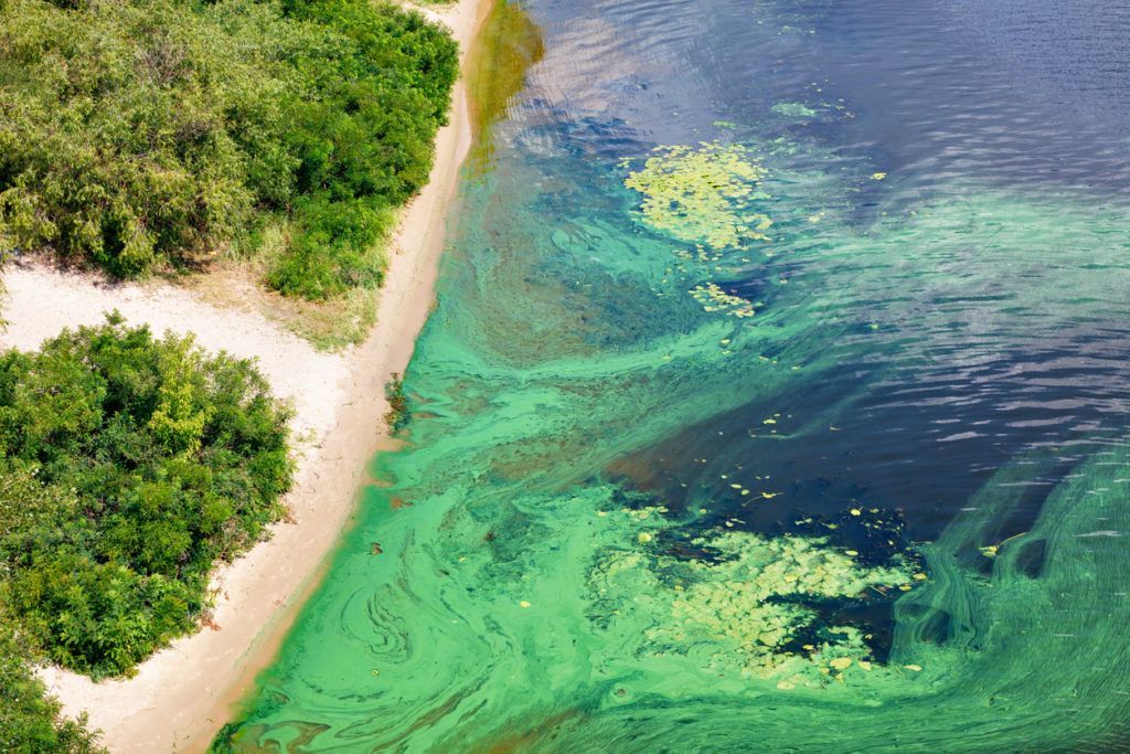 What Is the Big Deal with Algae Blooms?