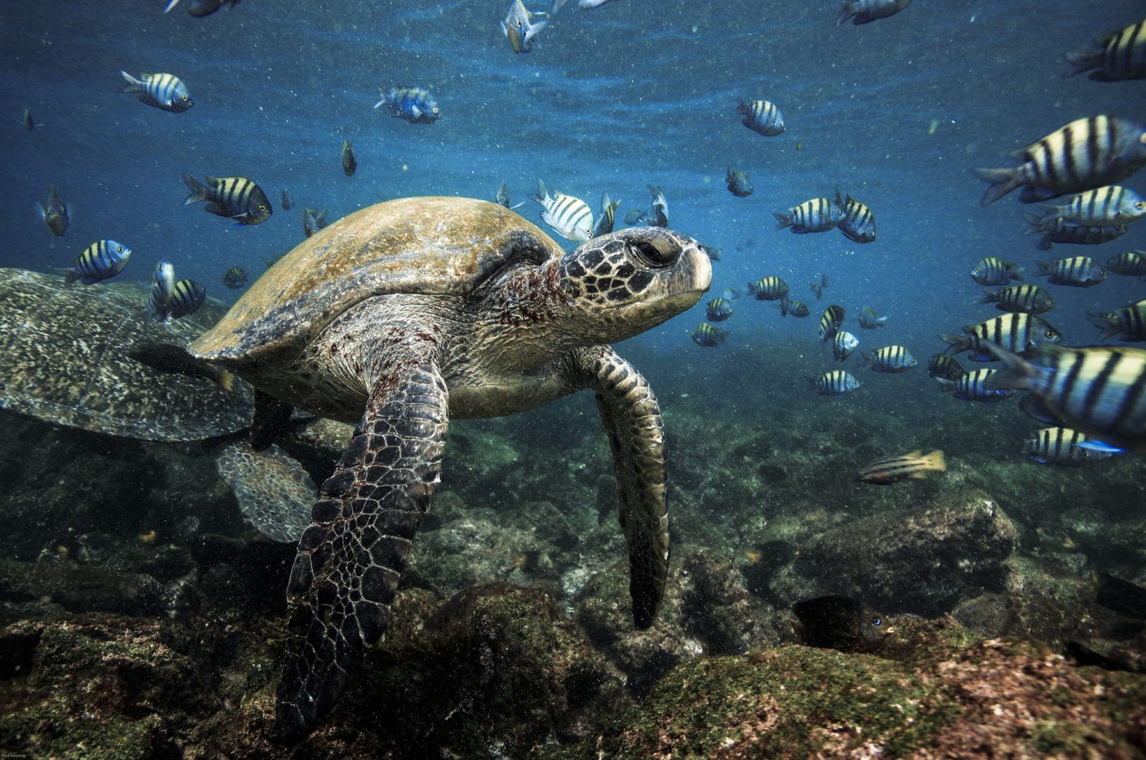 Fun Animals You Might See While Snorkeling in the Gulf Coast