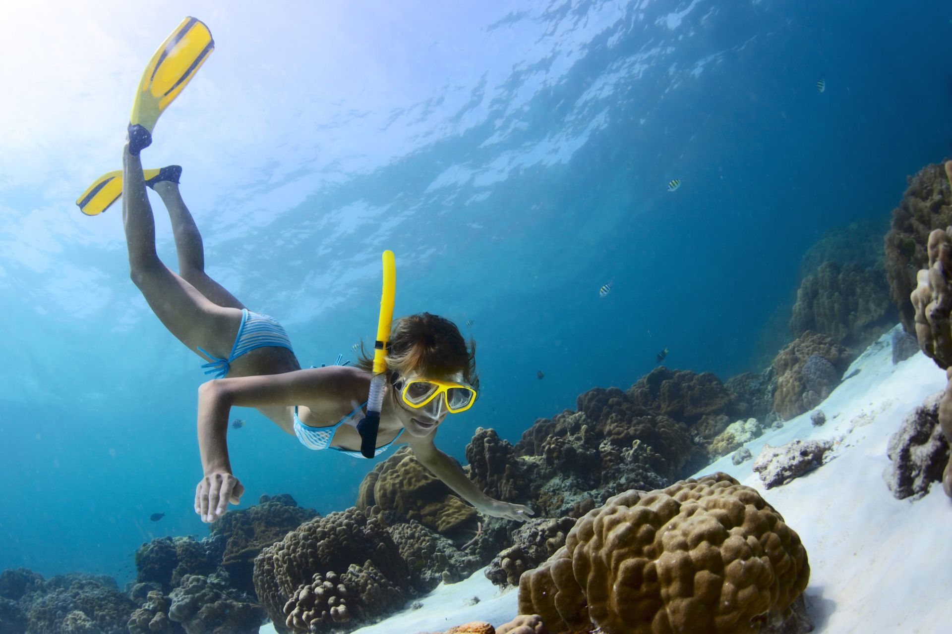 Underwater Activities That Get You Up Close and Personal with Marine Wildlife