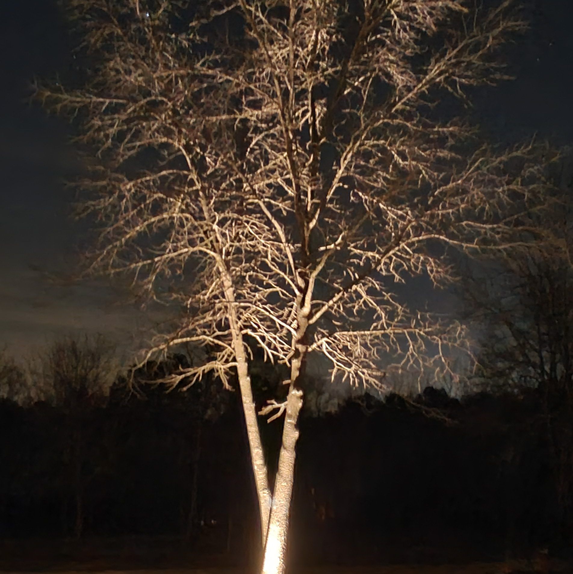 Bare tree illuminated by a warm spotlight against a dark sky.