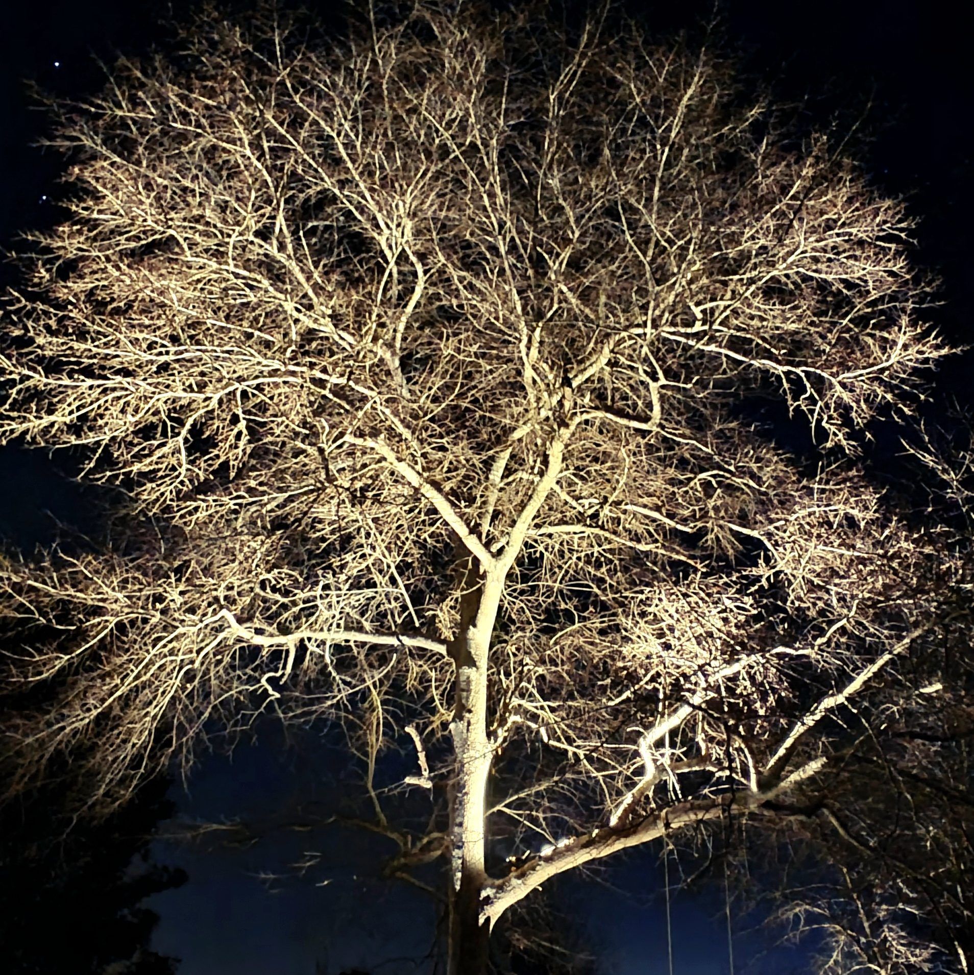 Bare tree illuminated at night, its branches glowing against a dark blue sky.