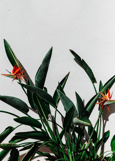 A plant with green leaves and red flowers against a white wall