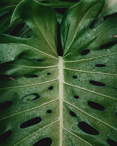 A close up of a green leaf with holes in it