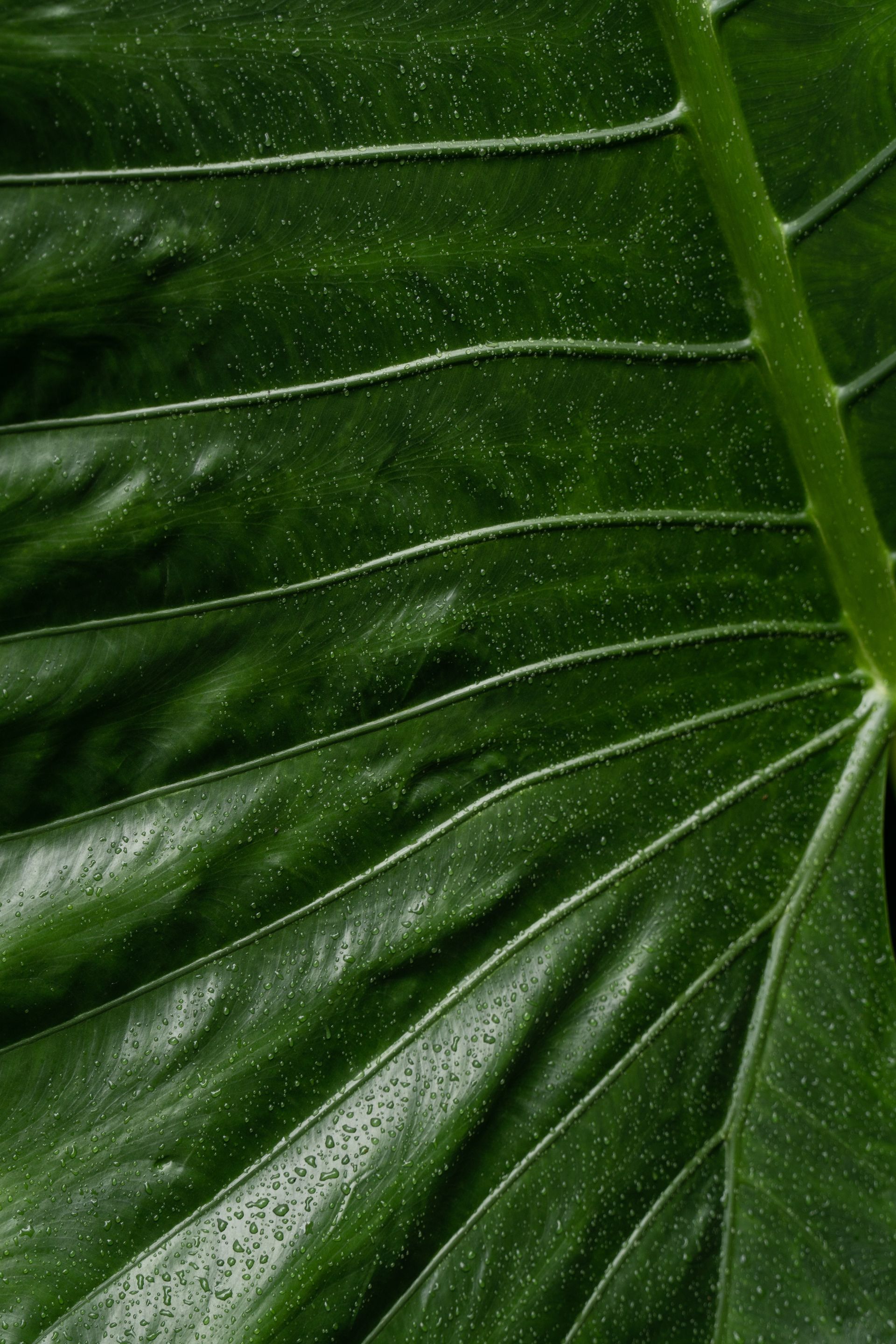 A close up of a green leaf with water drops on it.