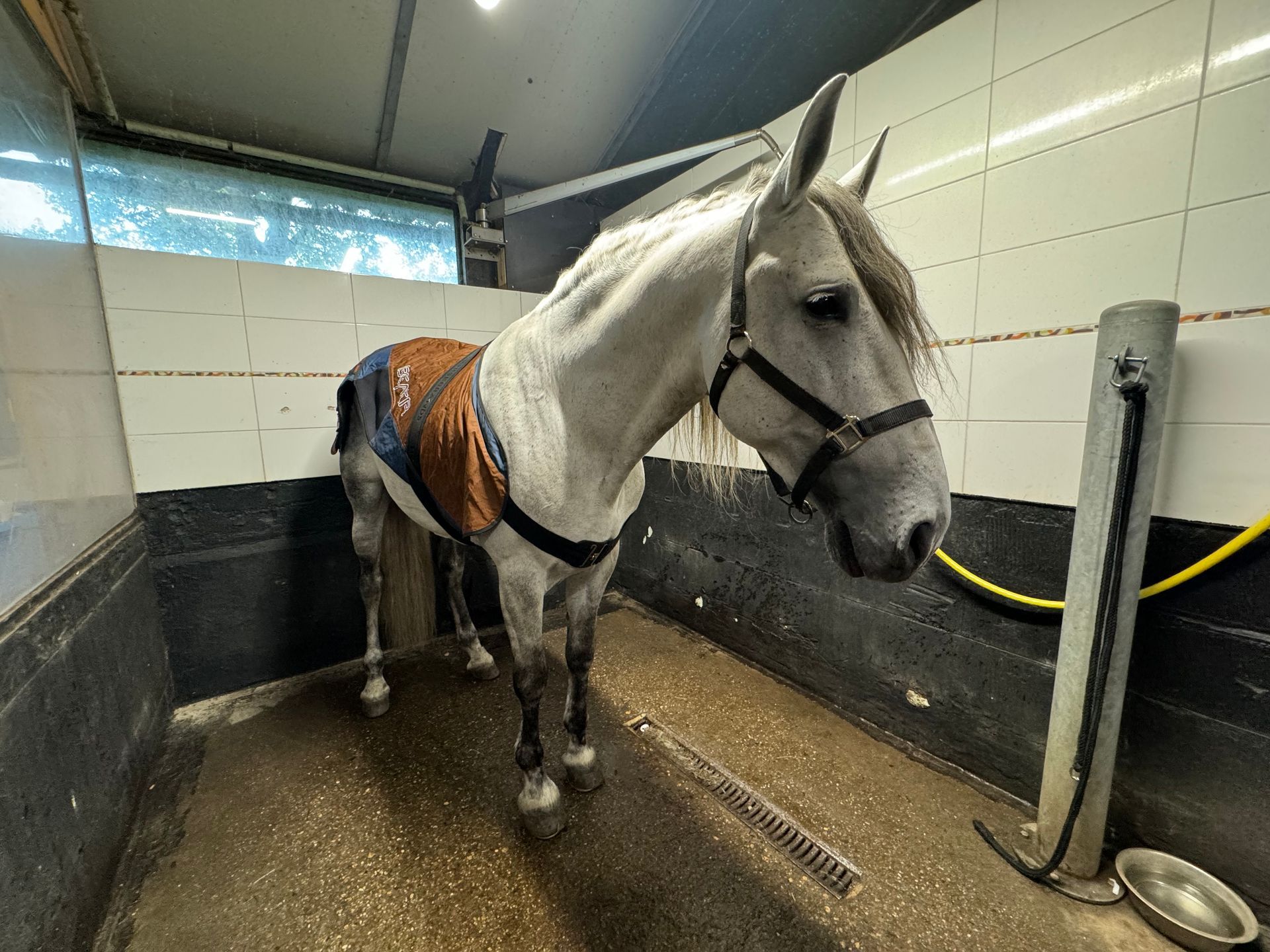 Een paard staat in een stal met een deken om.