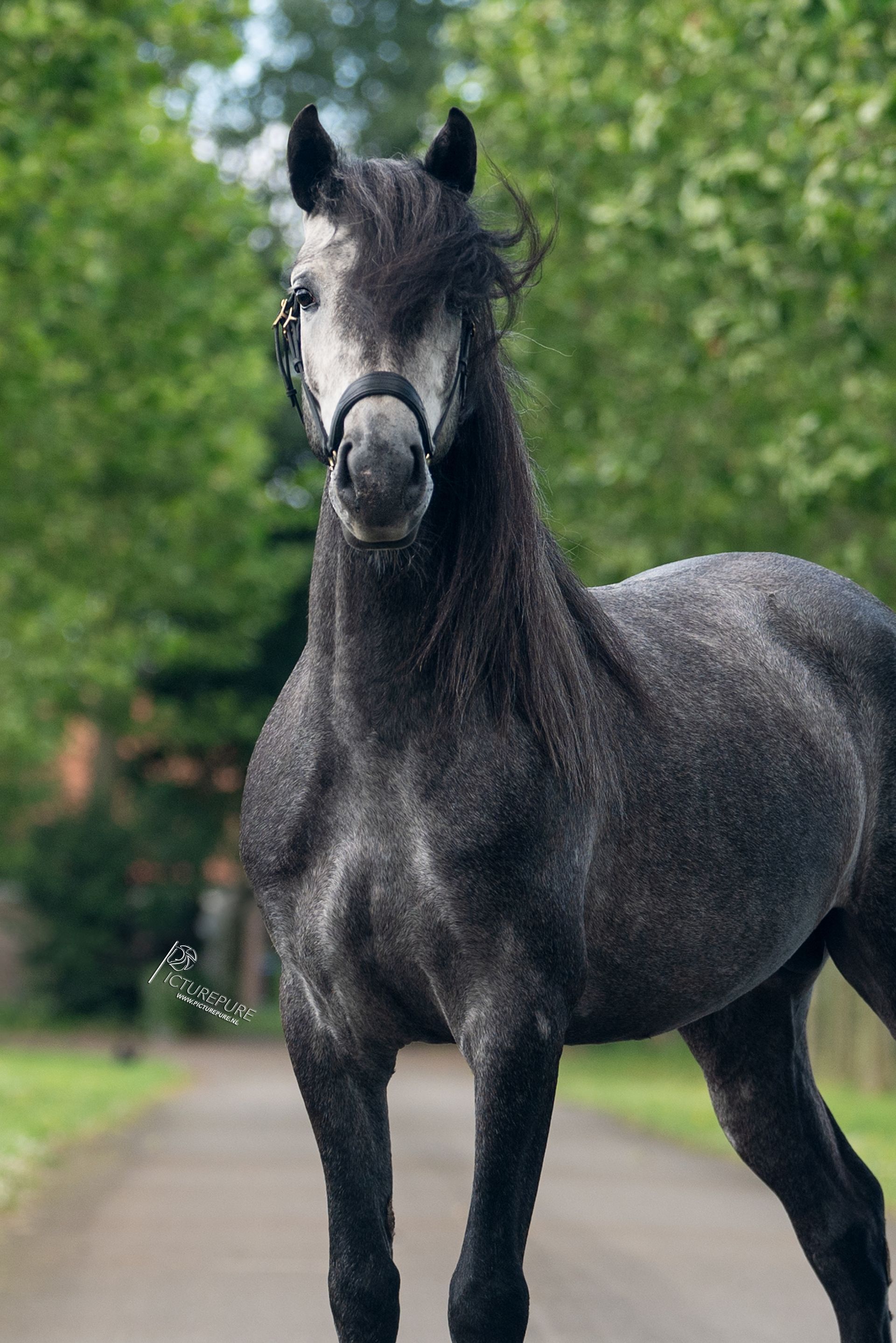 Een zwart paard staat langs de kant van de weg en kijkt naar de camera.