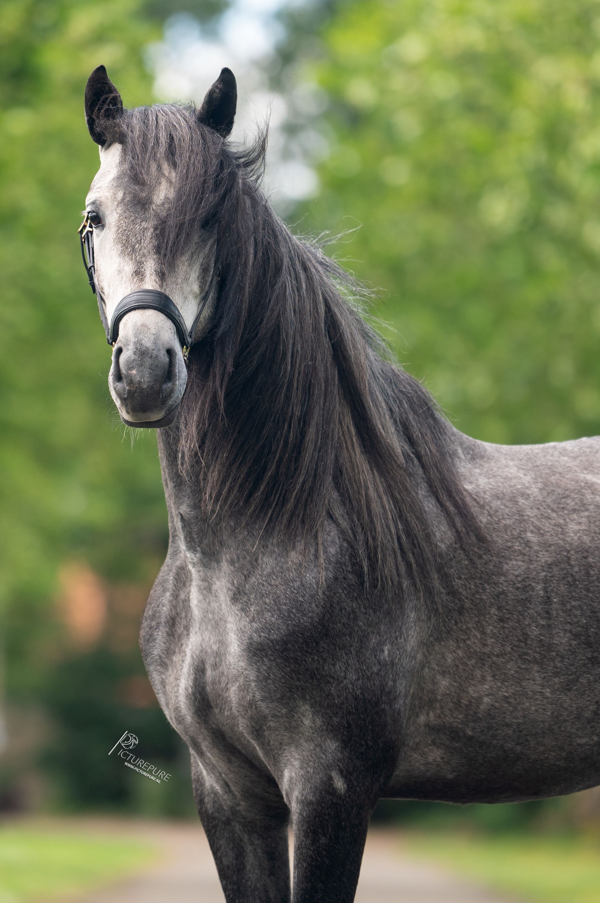 Een close-up van een grijs paard dat in een veld staat.