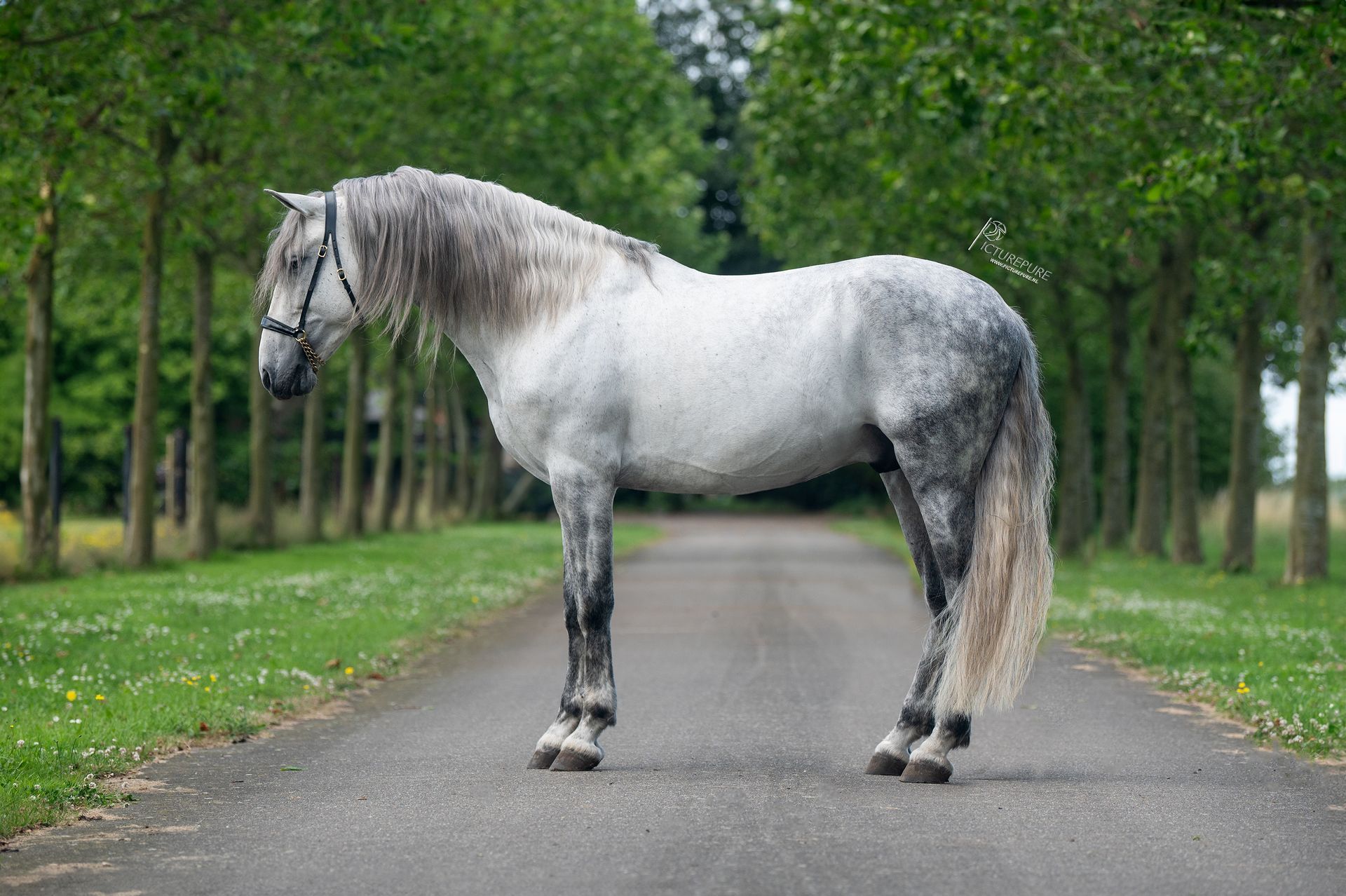 Een grijs paard staat langs de kant van de weg.