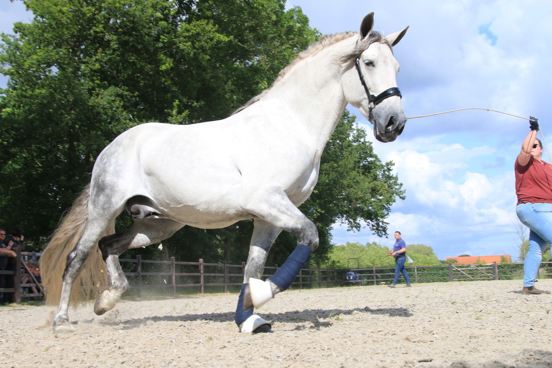 Een man staat naast een wit paard