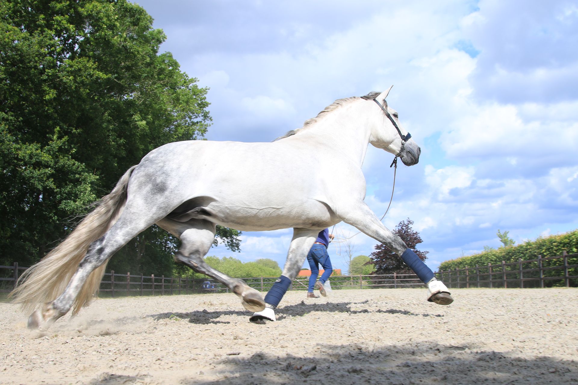 Een persoon staat naast een wit paard in een zandveld