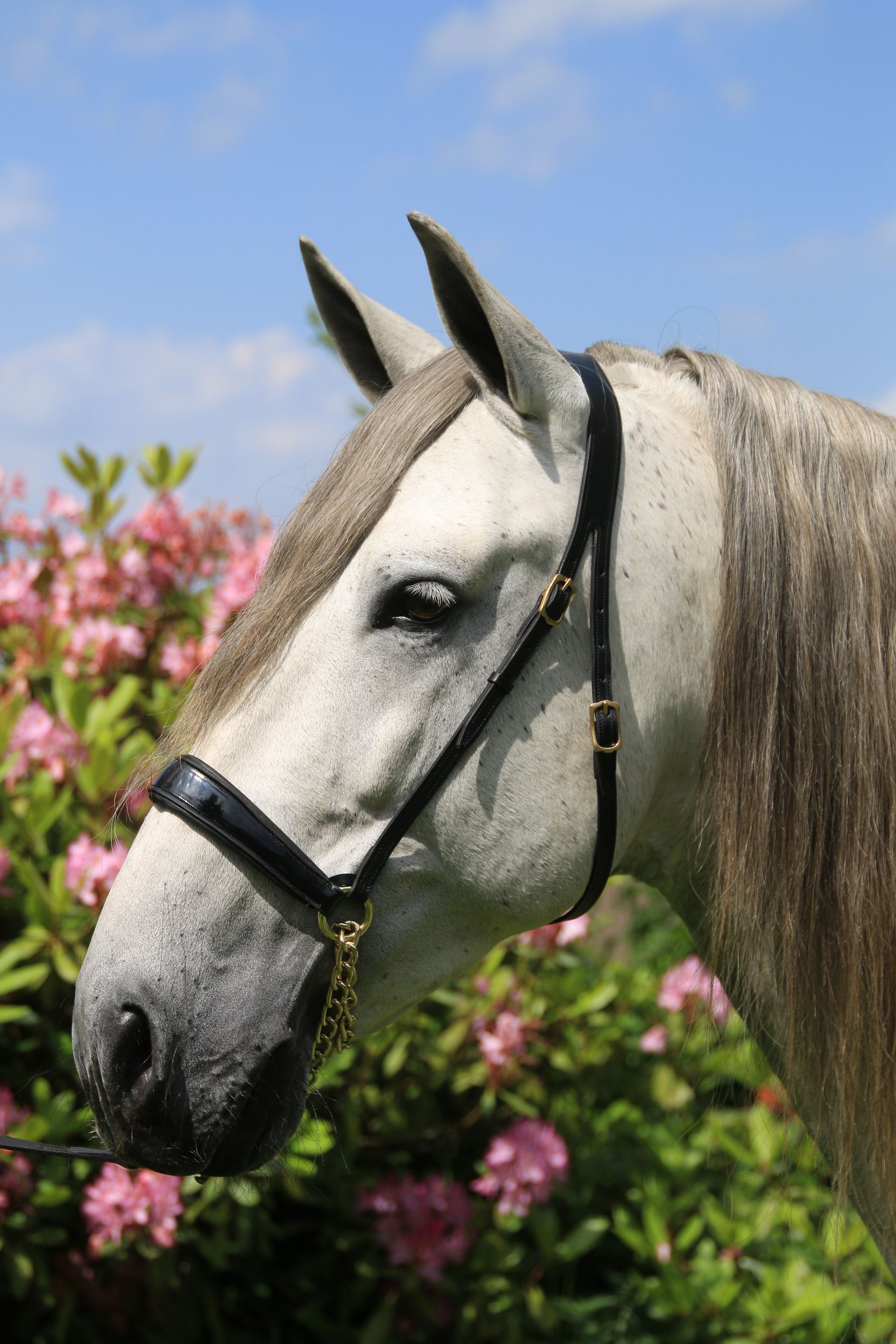 Een close-up van een paardenhoofd met bloemen op de achtergrond.