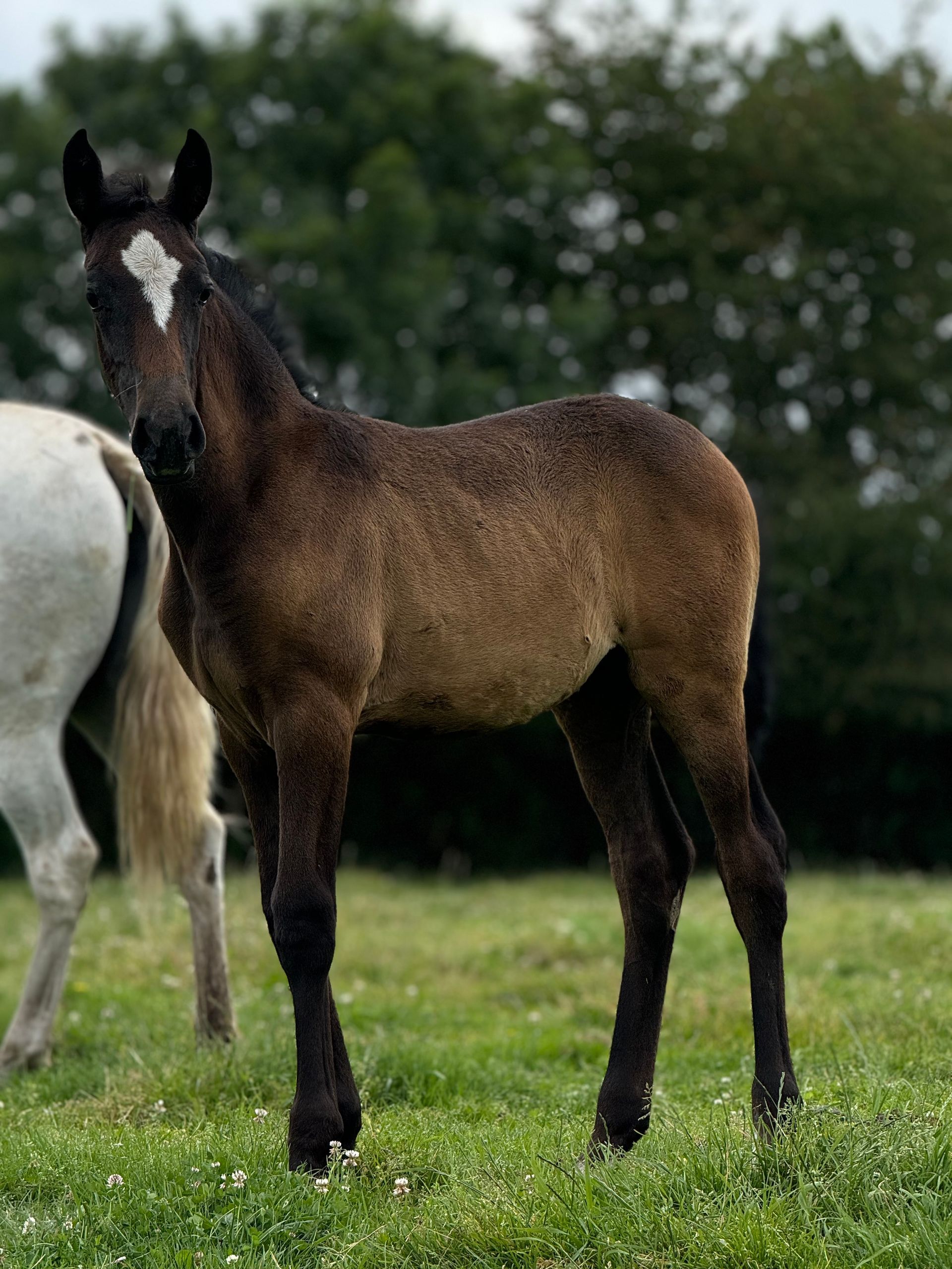 Een bruin paard staat in een grasveld naast een wit paard.