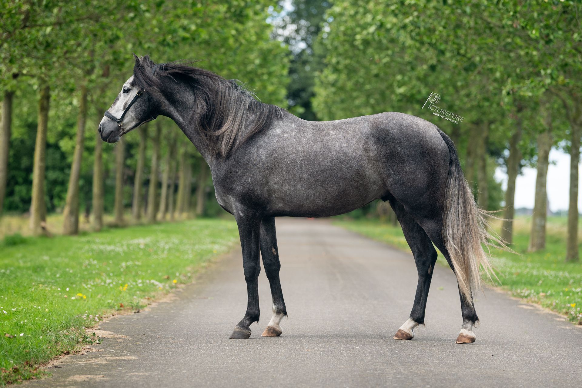 Een grijs paard staat langs de kant van de weg.