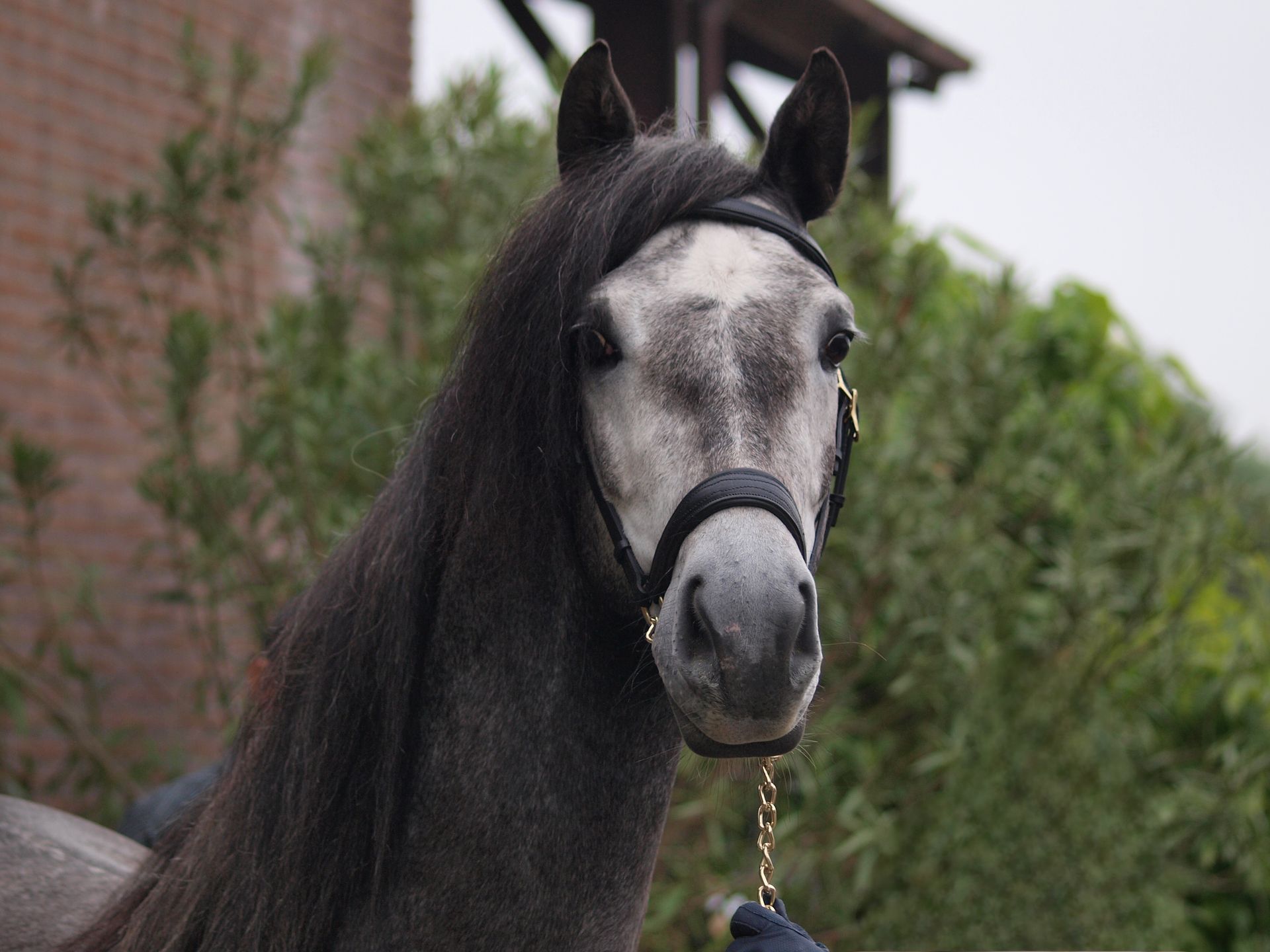 Een close-up van het gezicht van een paard met bomen op de achtergrond