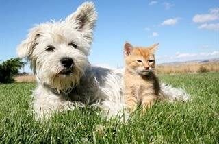 Dog and orange kitten, lying in green grass on a sunny day.