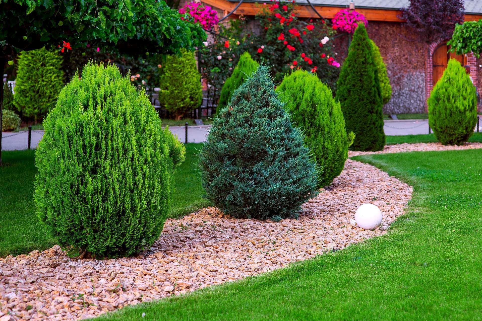 A vibrant green garden with sculpted conical shrubs arranged along a curved gravel path, bordered by a mowed lawn.