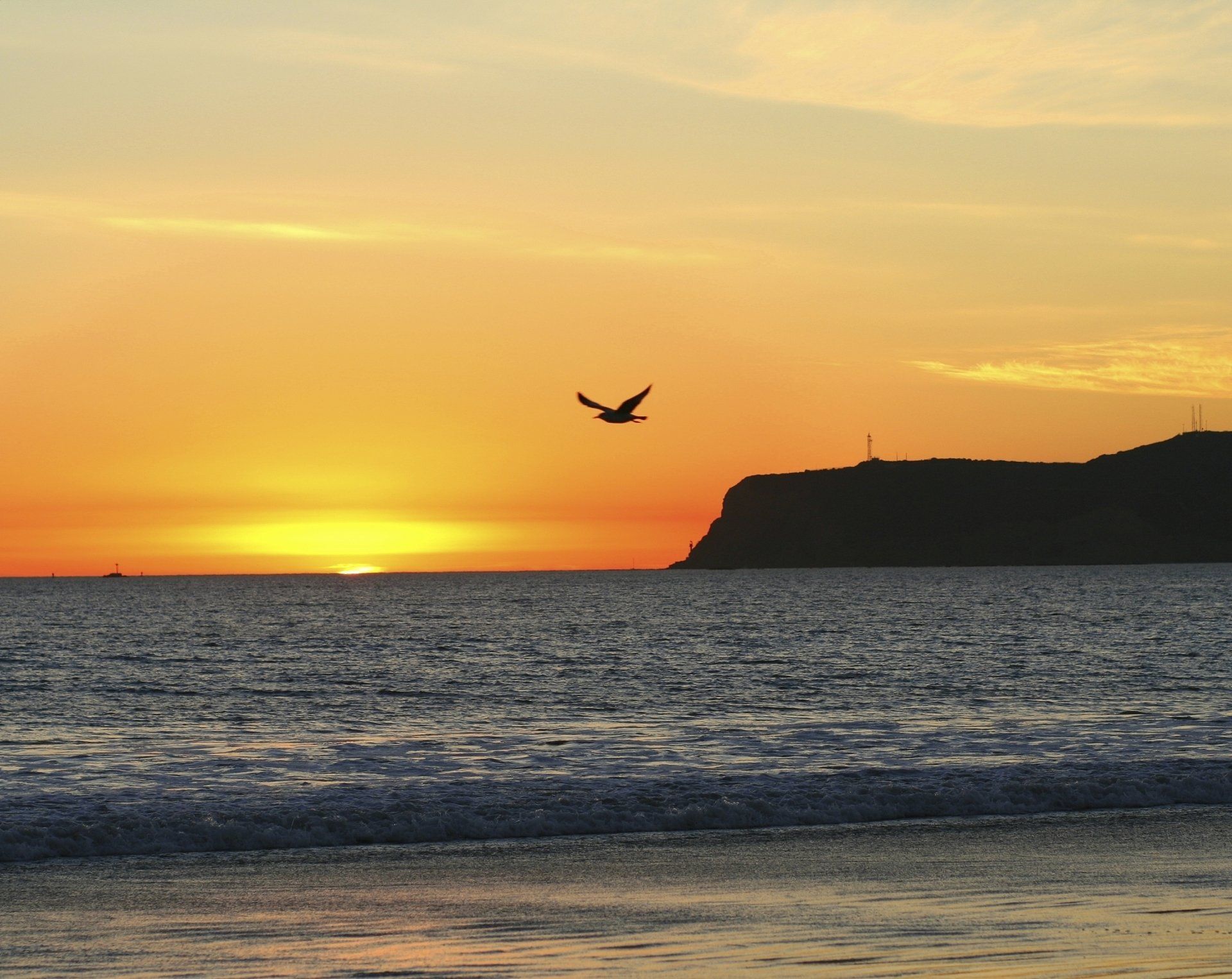 bird flying over the ocean at sunset