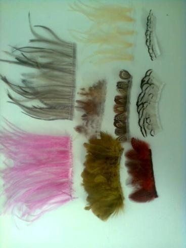 Piume di diversi colori e dimensioni