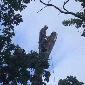 advanced tree services ltd