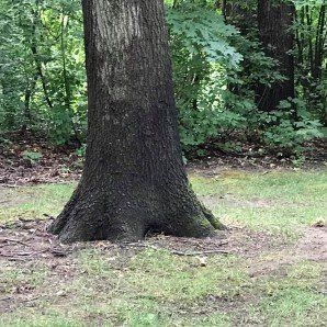 Hand Holding a Plant in Soil — Tree Company in Fenton, MI Hand Holding a Plant in Soil — Tree Company in Fenton, MI