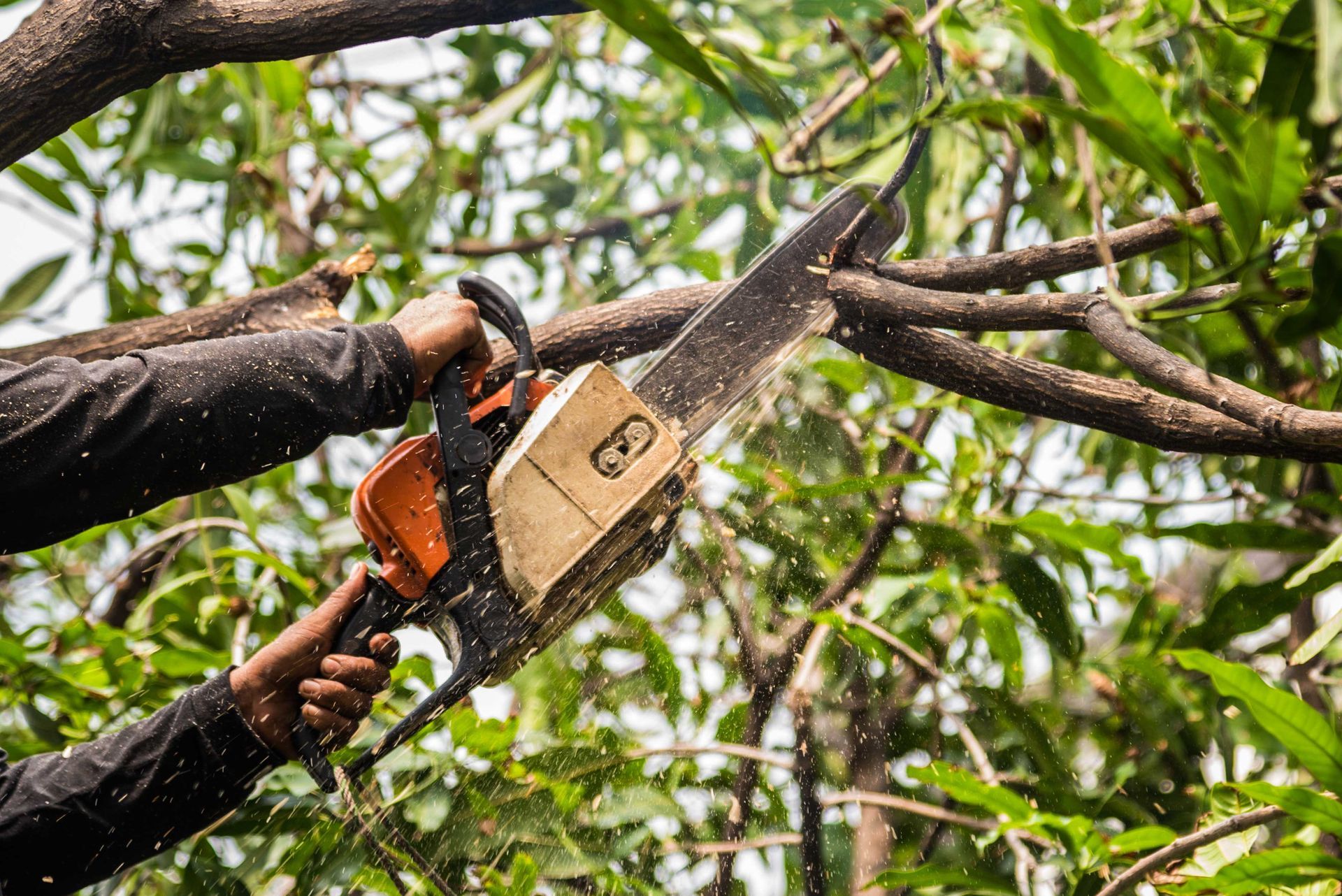 Close up of hands using a chainsaw to cut thick tree branches, with wood chips flying.