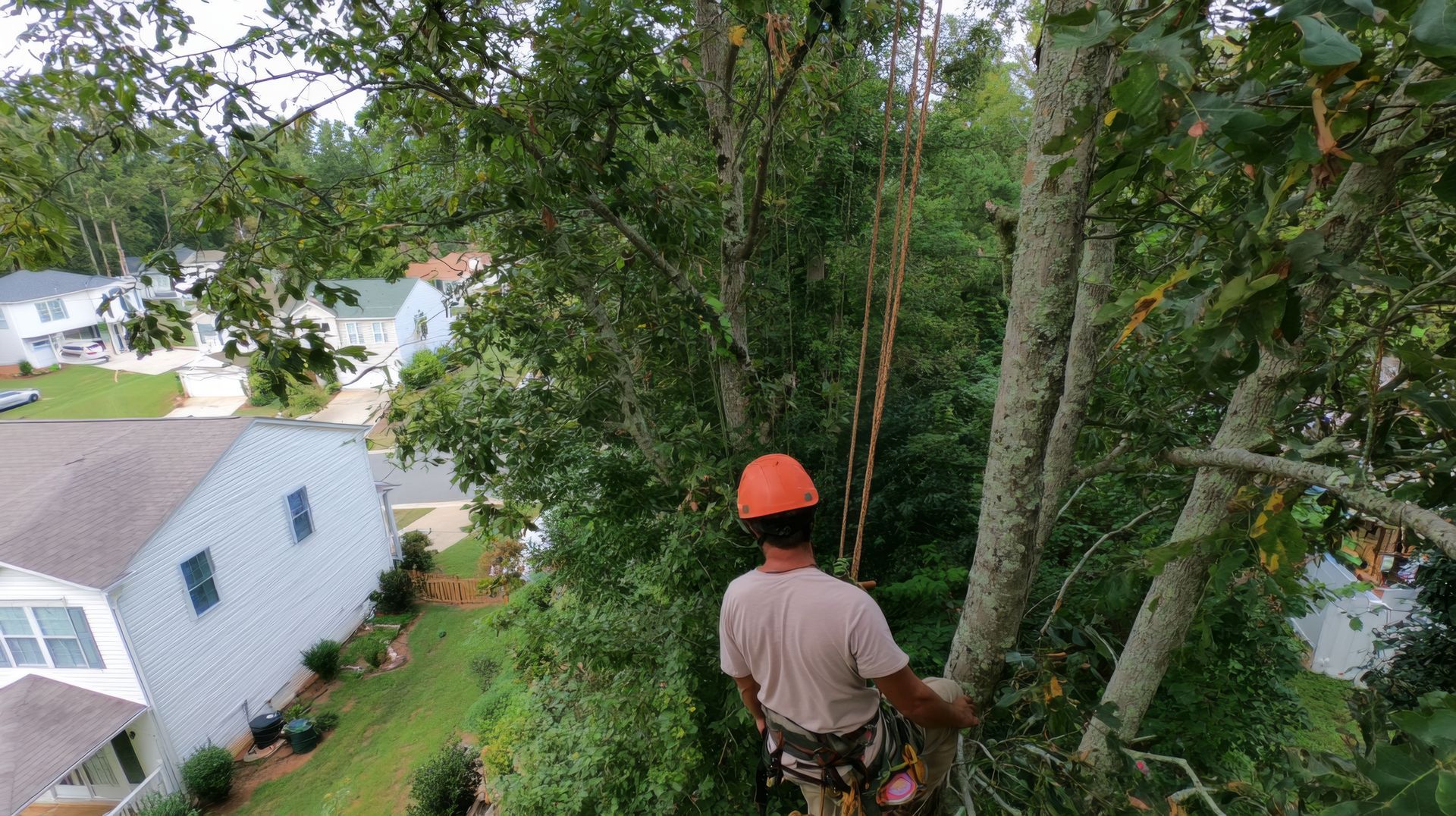 Arborist wearing helmet and harness climbs ropes high into a tree canopy above a residential yard.