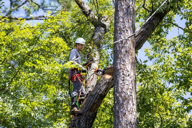 A tree surgeon secured by a harness trims a branch in a wooded area.