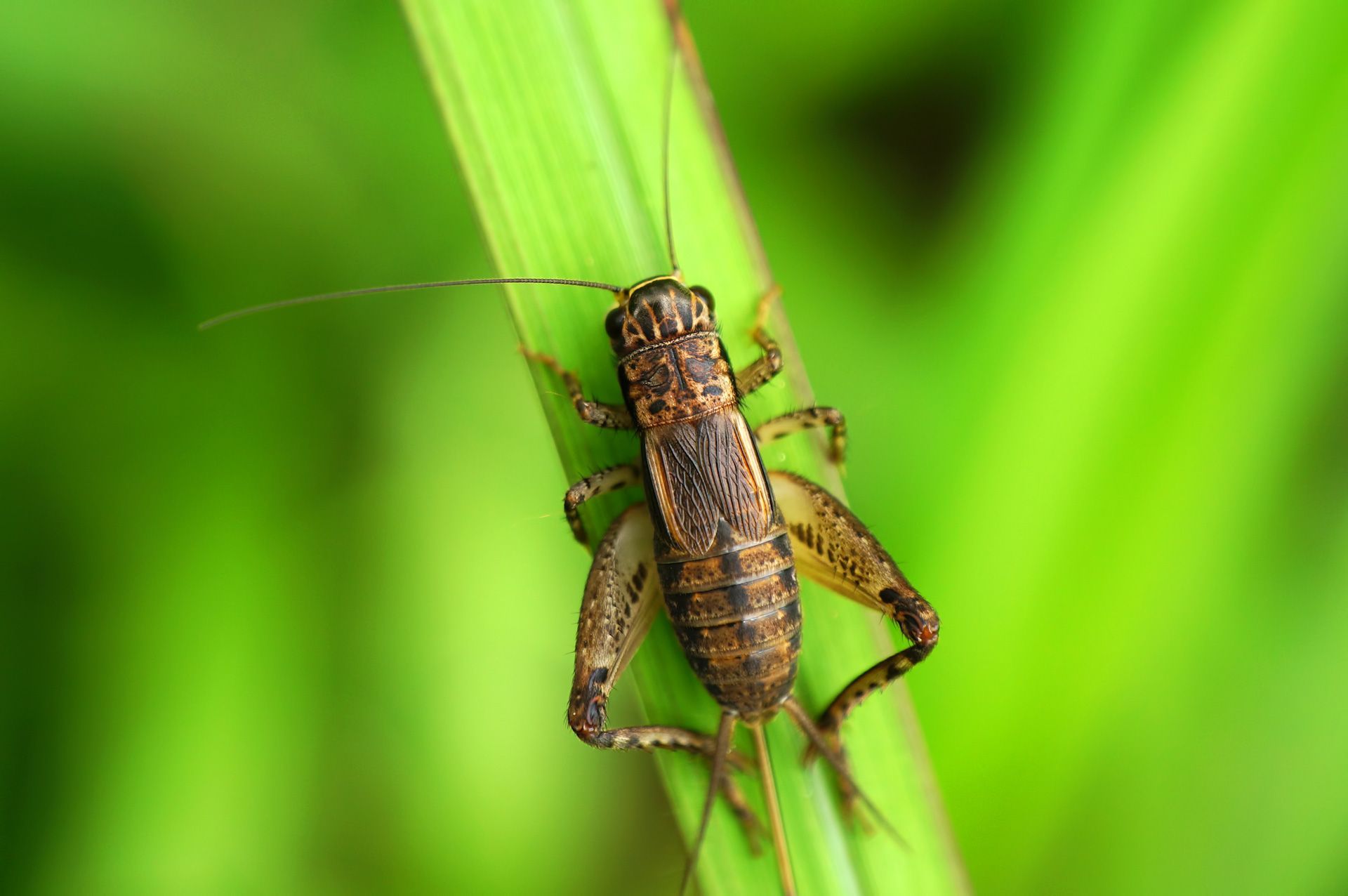 A close up of a grasshopper on a green leaf
